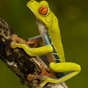 Red-eyed Treefrog - Costa Rica Red-eyed Treefrog - Costa Rica