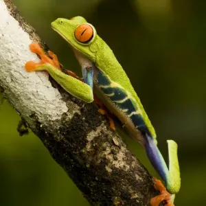 Red-eyed Treefrog - Costa Rica Red-eyed Treefrog - Costa Rica