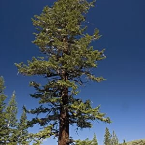 Red fir tree - at c. 9500 in the Sierra Nevada