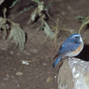 Red-flanked Bluetail