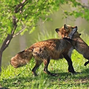 Red Fox - adult with young playing. Minnesota - USA