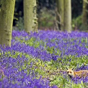 Red Fox - in Bluebells - controlled conditions 16082
