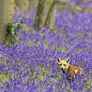 Red Fox - in Bluebells - controlled conditions 16109