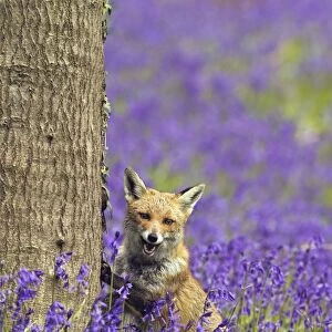 Red Fox - in Bluebells - controlled conditions 16114