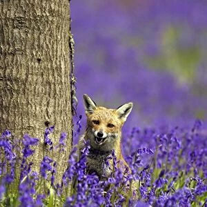 Red Fox - in Bluebells - controlled conditions 16122