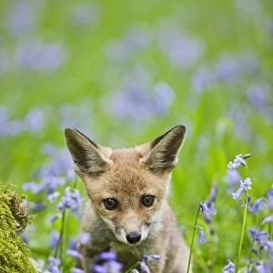 Red Fox - cub in bluebell woodland - controlled conditions 12797