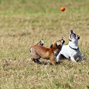 Red Fox - cub and Jack Russell playing with ball - controlled conditions 14286