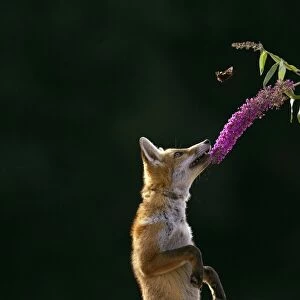 Red Fox - cub jumping for butterfly - controlled conditions 14244