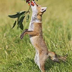 Red Fox - cub jumping to take cherries from tree - controlled conditions 14190