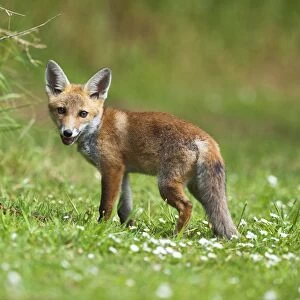 Red Fox - cub on meadow - controlled conditions 13309