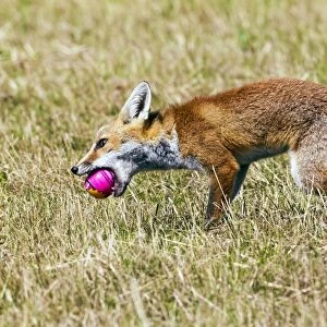 Red Fox - cub playing with ball - controlled conditions 14299