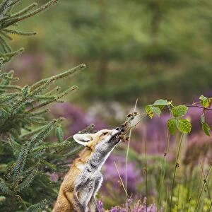 Red Fox - feeding on blackberries - controlled conditions 14720