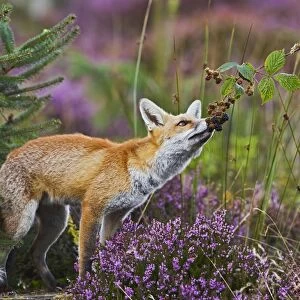Red Fox - feeding on blackberries - controlled conditions 14726