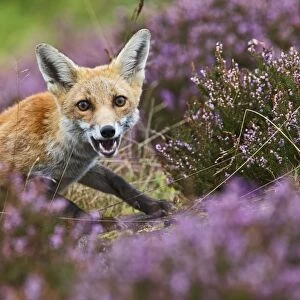 Red Fox - in heather - controlled conditions 14690