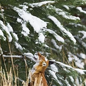 Red Fox - investigates snow covered tree - controlled conditions 15566