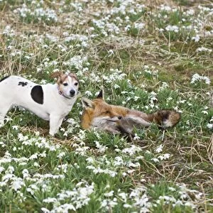 Red Fox - with Jack Russell in Snowdrops - controlled conditions 15960