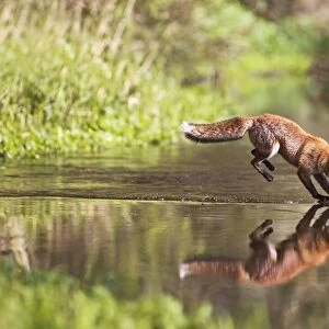 Red Fox - jumping steppng stones on stream - contrilled conditions - sequence 4 of 4 14680