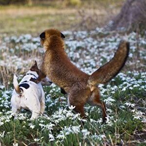 Red Fox - playing with Jack Russell in Snowdrops - controlled conditions 15948