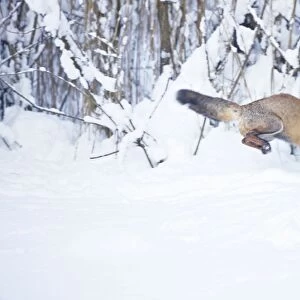 Red Fox pouncing on prey in snow during UK winter