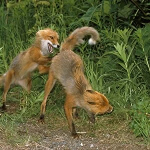 Red Fox - pre-mating fighting
