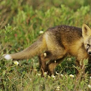 Red Fox - pup near densite in Alaska arctic. Pup has the coloration and markings of what is called a cross fox. MF688