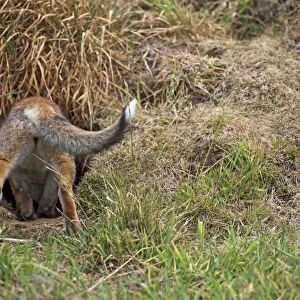 Red Fox - rear view of cub going down hole - controlled conditions 13312