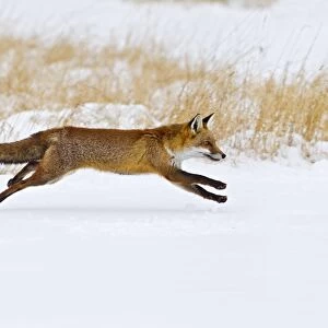 Red Fox - running in snow - controlled conditions 15507