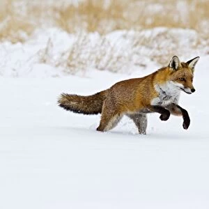 Red Fox - running in snow - controlled conditions 15538