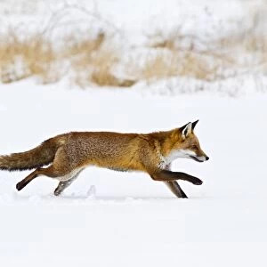 Red Fox - running in snow - controlled conditions 15515
