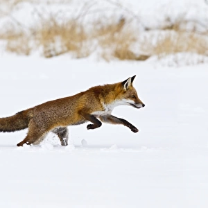 Red Fox - running in snow - controlled conditions 15514