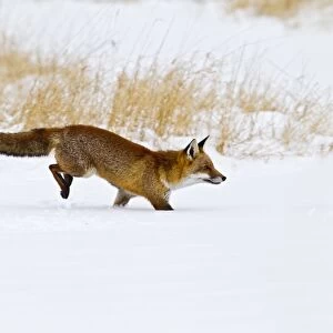 Red Fox - running in snow - controlled conditions 15508