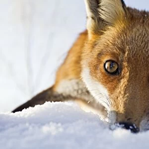 Red Fox - in snow close up - controlled conditions 15804