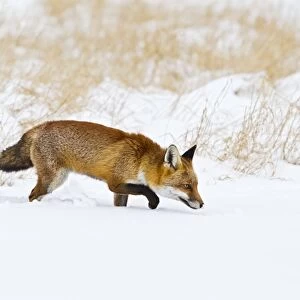 Red Fox - in snow - controlled conditions 15492