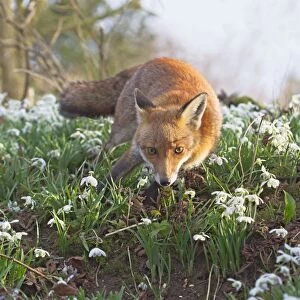 Red Fox - in Snowdrops - controlled conditions 15970