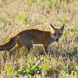 Red Fox - in stubble field - controlled conditions 14815