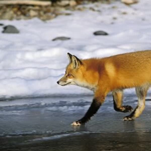 Red fox - trots along edge of frozen lake. Winter. Prince Albert National Park, Canada