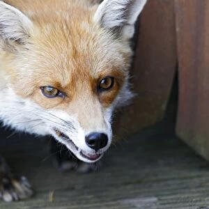 Red Fox - vixen close up in back yard - Bedfordshire UK 10867