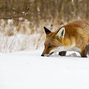 Red Fox - walking in snow - controlled conditions 15462
