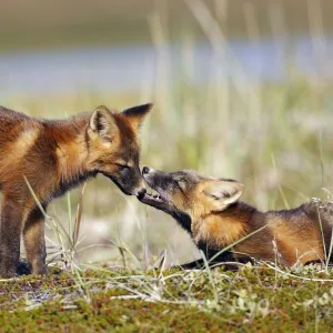 Red Fox - young - dark phase - Seward Peninsula - Alaska