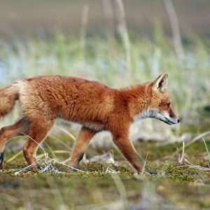 Red Fox - young - Seward Peninsula - Alaska