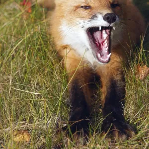 Red Fox - young - yawning