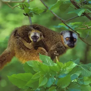 Red-fronted Brown Lemur - mother carrying young. 3mp77 Red-fronted Brown Lemur - mother carrying young. 3mp77
