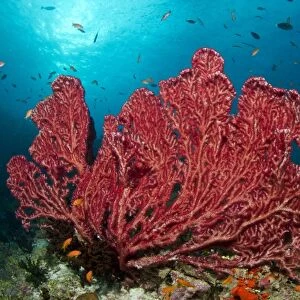 Red Gorgonian Sea Fan - Fotteyo - Felidhoo - Maldives