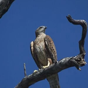 Red Goshawk - Largest Australian Goshawk. Rare and vulnerable. At Mataranka, Northern Territory, Australia. Found throughout north and north-eastern Australia but a very scarce bird much sought after by twitchers