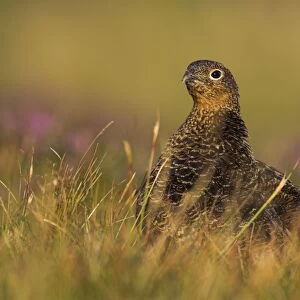 Red Grouse Female heather moor. North Yorkshire. England, UK