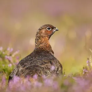Red Grouse - amongst heather in early morning sunshine - Grinton - Yorkshire Dales - England Red Grouse - amongst heather in early morning sunshine - Grinton - Yorkshire Dales - England