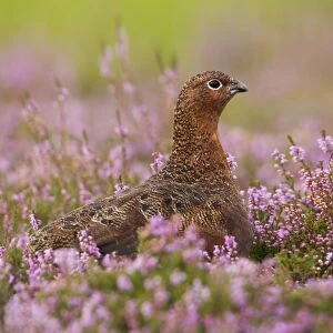 Red Grouse - amongst heather - Grinton - Yorkshire Dales - August