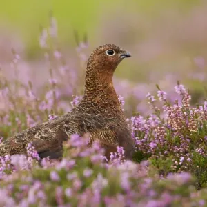 Red Grouse - amongst heather - Grinton - Yorkshire Dales - August Red Grouse - amongst heather - Grinton - Yorkshire Dales - August