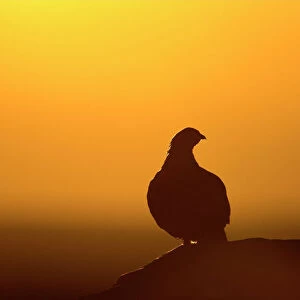 Red Grouse On heather moor, overlooking its domain at sunrise. Silhouette. North Yorkshire. England, UK