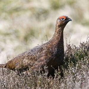 Red Grouse - male in heather - North Yorkshire - UK